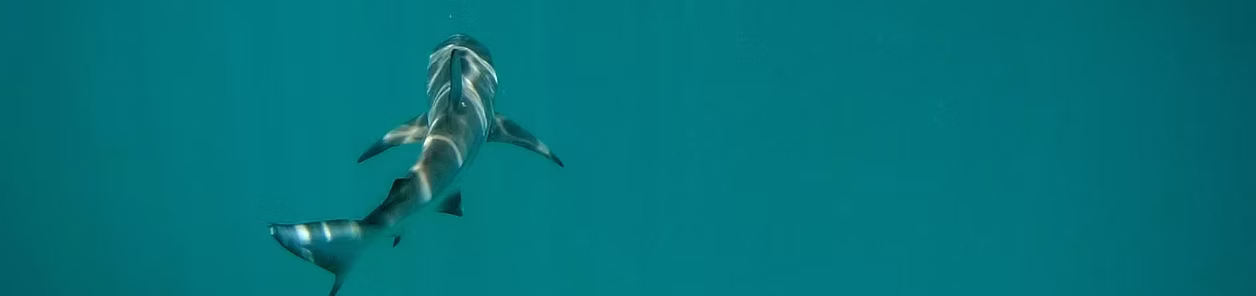 Explore the Best of Galapagos Adventures